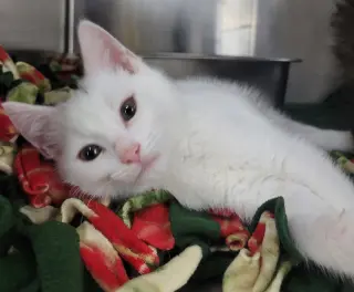 Kitten Lint Roller