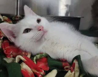 Kitten Lint Roller