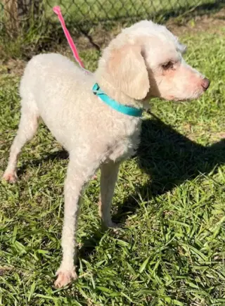 Baxter