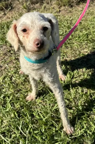 Baxter