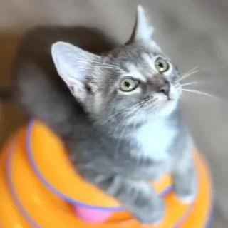 Cosmo