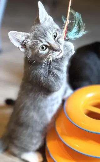 Cosmo