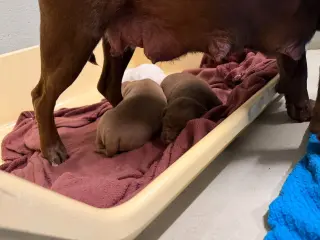 Mama Graham
