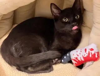 Kitten Latte