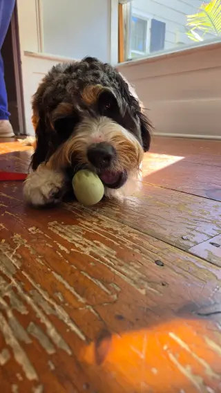 Bernie