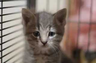 Jellybean