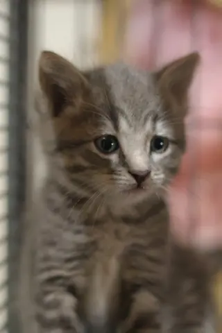 Jellybean