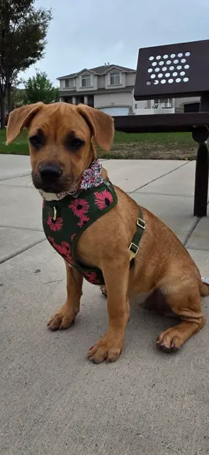 Honey aka Canela