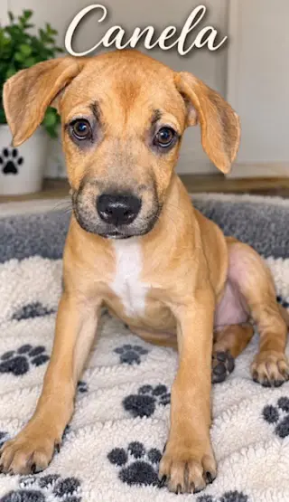 Honey aka Canela