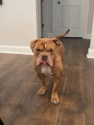 Bowser (previously known as GG)
