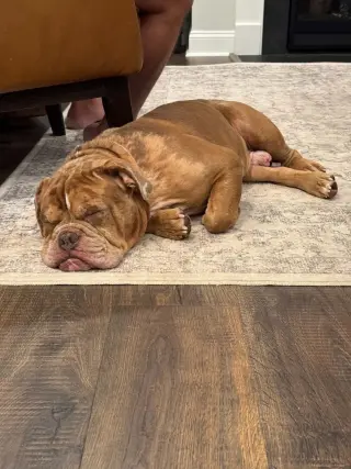 Bowser (previously known as GG)