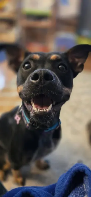 Pippa