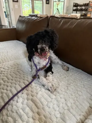 Lulu