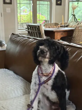 Lulu