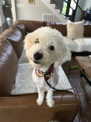 Lucy