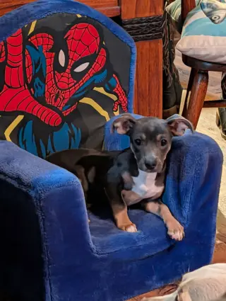 Stu