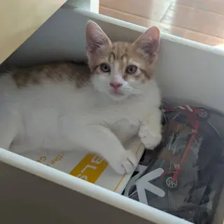 Maverick (CP)
