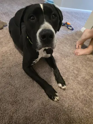 Toby