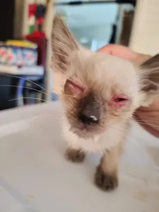 Darla