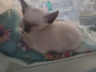 Darla