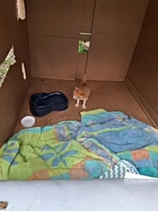Biscuit