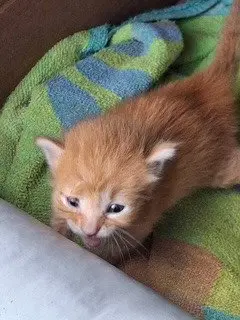Biscuit
