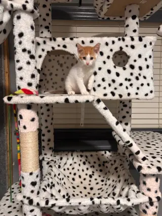 Dinner Roll