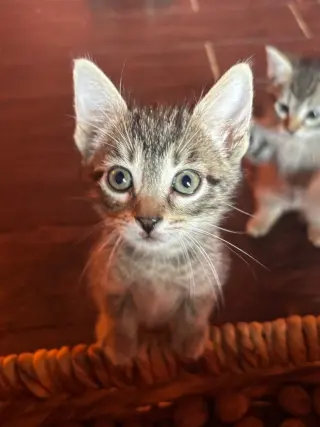 Baby