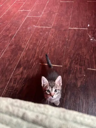 Baby