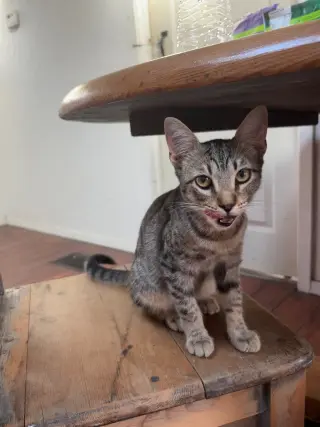 Penny