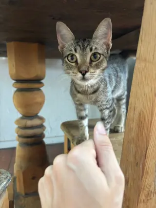 Penny