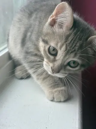 Clover