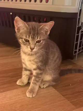 Dylan