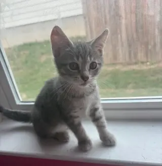 Dylan