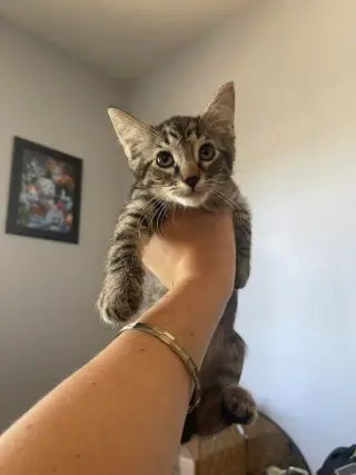 Flippy