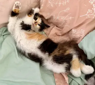 Dahlia