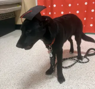 Draco