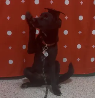 Draco