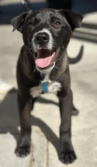 Bodie