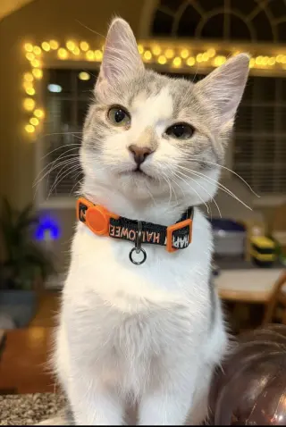 Willow