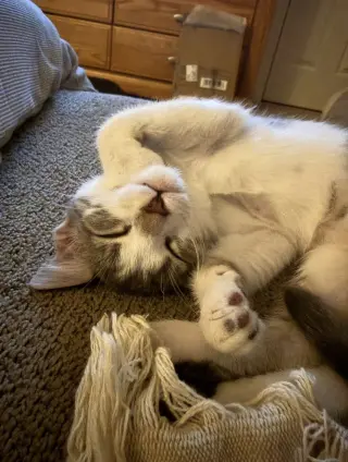 Willow