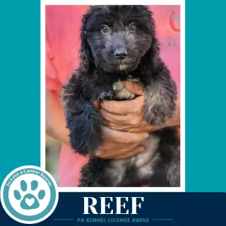 Reef(Seashore Squad) 101726