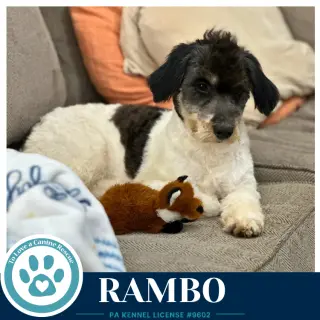 Rambo 101726