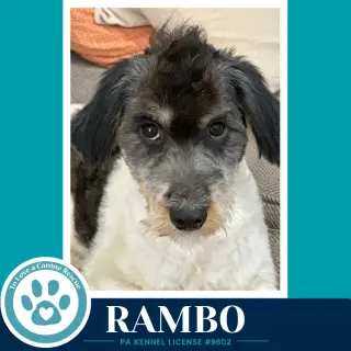 Rambo 101726