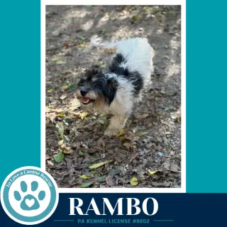 Rambo 101726