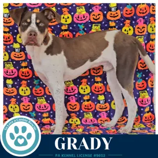 Grady 101726