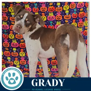 Grady 101726