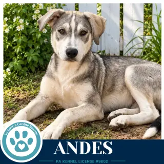 Andes (Arctic Team) 101726