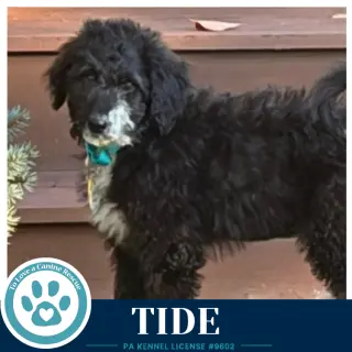 Tide (Seashore Squad) 101726