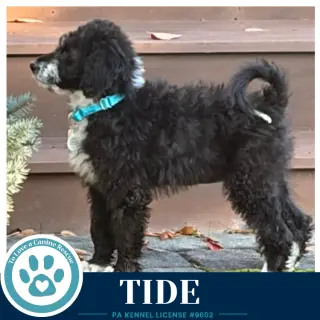 Tide (Seashore Squad) 101726